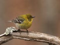 Pine warbler, Setophaga pinus, portrait Royalty Free Stock Photo