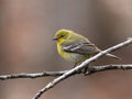 Pine warbler, Setophaga pinus, portrait Royalty Free Stock Photo