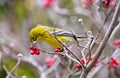 Pine warbler(Setophaga pinus) Royalty Free Stock Photo