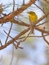 Pine Warbler Royalty Free Stock Photo