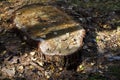 The pine was cut down, the stump remained