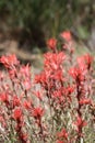 Castilleja Applegatei Pinetorum Bloom - San Emigdio Mtns - 071023