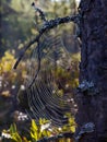 Spiderweb attached to a pine tree