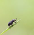Pine Weevil Royalty Free Stock Photo