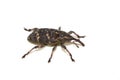 Pinodes pini pine pest snout beetle Royalty Free Stock Photo