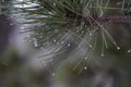 pine in winter blizzard with water droplets on it Royalty Free Stock Photo