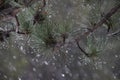 pine in winter blizzard with water droplets on it Royalty Free Stock Photo