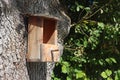 Pine wood bird feeder hanging from a large oak tree. Royalty Free Stock Photo