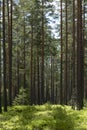 Pine wood landscape in a beautiful summer morning