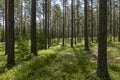 Pine wood landscape in a beautiful summer morning