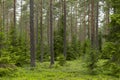 Pine wood landscape in a beautiful summer morning