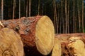 Pine wood logs close up Royalty Free Stock Photo