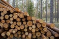 Pine wood logs gathered together