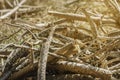 Pine wood logs piled up in the field Royalty Free Stock Photo