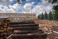 Pine wood logs stacked in yard of lumber mill Royalty Free Stock Photo