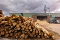 Pine wood sawmill with machinery for processing wood