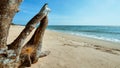 Pine wood stump and spinifex flower on white sand beach with clear wave water over blue sky with white clouds Royalty Free Stock Photo