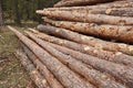 Pine wood trunk section stacked in the forest. Timber industry. Royalty Free Stock Photo