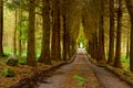 Pine wood and vanishing road Royalty Free Stock Photo