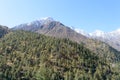 The Pine Woodland Jungle on Himalayas mountain slope. Alpine Plantation Forest Plant Environment. Plantain Tree Canopy. Royalty Free Stock Photo