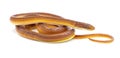 pine woods litter snake - Rhadinaea flavilata - aka yellow lipped or brown headed snake isolated on white background brown orange