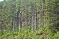 Pine woods in Portugal islands, Azores, forests