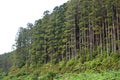 Pine woods in Portugal islands, Azores, forests