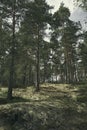 Pine woods in summer on an overcast day