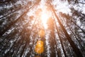 Pine woods with sun light flare. Green forest. Under view angle. Landscape and Nature concept. Environment and attraction theme Royalty Free Stock Photo