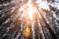 Pine woods with sun light flare. Green forest. Under view angle