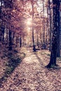 Pine woods with sun light flare. Orange forest Royalty Free Stock Photo