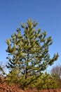 Pine of about 10 years old tree typical habitus tree Pinus sylvestris conifer Royalty Free Stock Photo