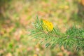 Pine and yellow leaf closeup branch