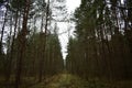 Pine young forest mixed with dense undergrowth coniferous tree branches bent over the path winding green grass glade stretching Royalty Free Stock Photo