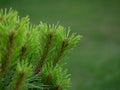 Pine young needles small in garden