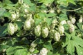 Pineal fruit of common Hop