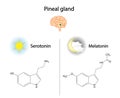 Pineal gland hormones. Serotonin and melatonin. Vector illustration.