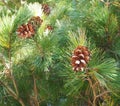 Pineals on a tree