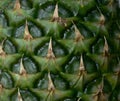 Green pineapple detail, with its natural mosaic