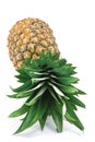 Pineapple Royalty Free Stock Photo
