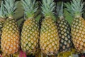 Pineapple Royalty Free Stock Photo