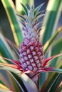 Pineapple Royalty Free Stock Photo