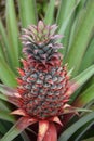 Pineapple is also good for consumption to overcome digestive problems