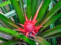 The Pineapple (Ananas comosus) in the Garden Royalty Free Stock Photo