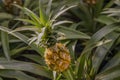 Pineapple, Ananas comosus, growing on plant with foliage Royalty Free Stock Photo