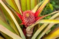 Pineapple or Ananas comosus are juicy fragrant and delicious fruits Royalty Free Stock Photo