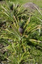 Pineapple (Ananas comosus) in natural habitat