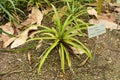 Pineapple or Ananas Comosus plant in Zurich in Switzerland Royalty Free Stock Photo