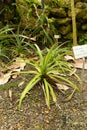 Pineapple or Ananas Comosus plant in Zurich in Switzerland Royalty Free Stock Photo