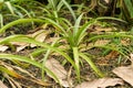 Pineapple or Ananas Comosus plant in Zurich in Switzerland Royalty Free Stock Photo